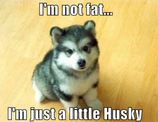 funny-cute-Husky-dog-fat
