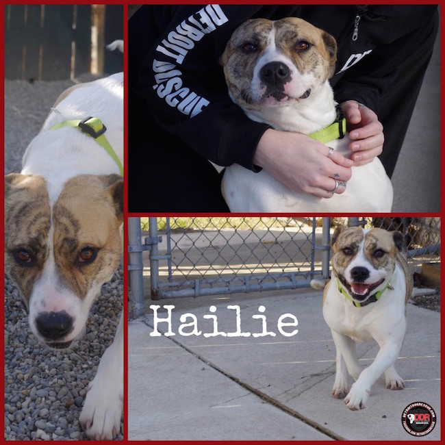 Sweet girl Hallie is looking for a furever home!