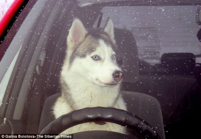 huskydrivescararticle-2611342-1D49F87000000578-719_634x437