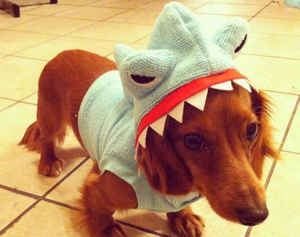 shark week dog