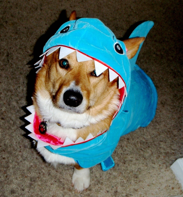 Shark Week Dog