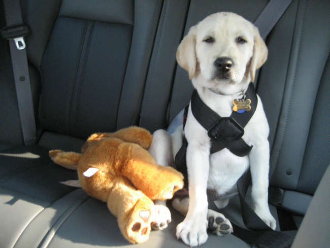 lab-puppy-dog-seat-belt