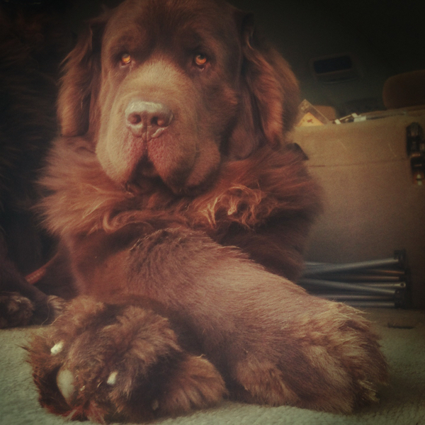 newfie paws