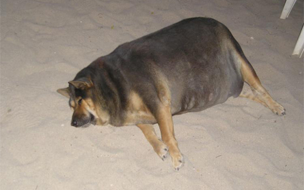 obese-dog-featured