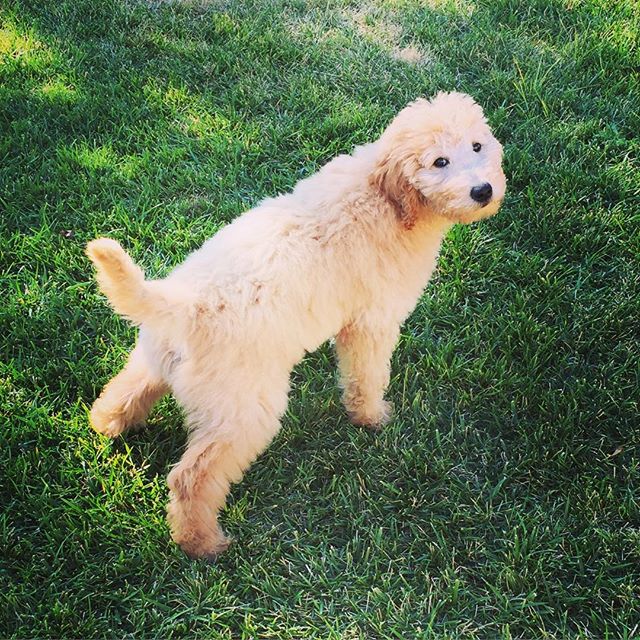ollie.the.goldendoodle