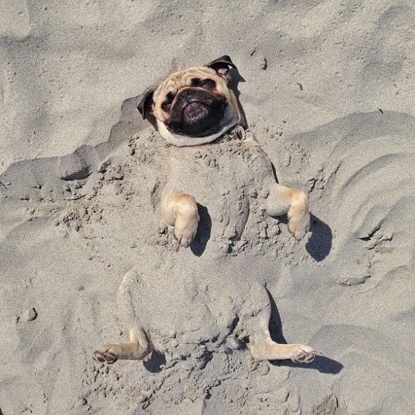 pug-beach-sand