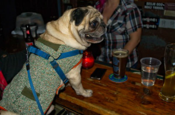 pug in a bar