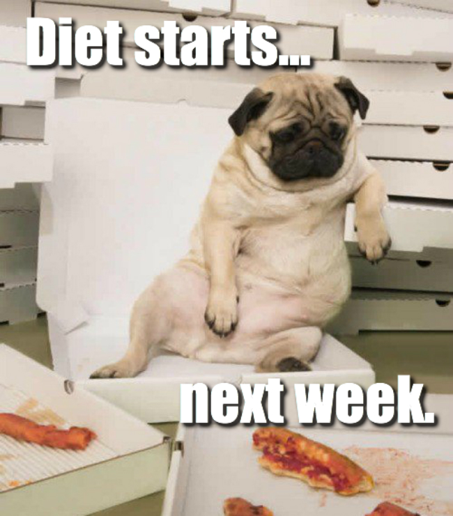 pug-with-pizza