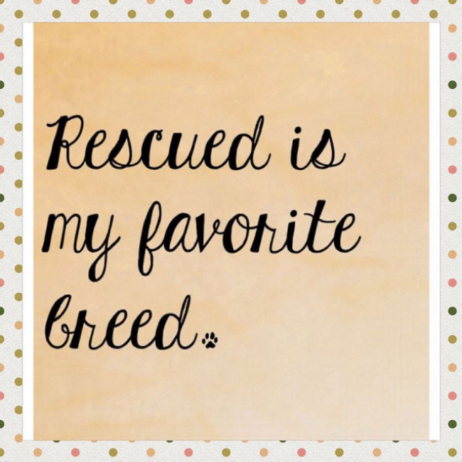 rescued breed