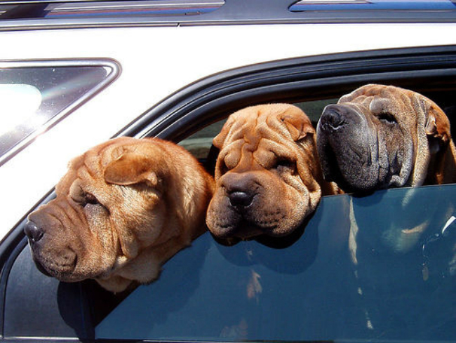 sharpeis-in-car-dogs-in-hot-car-summer-url