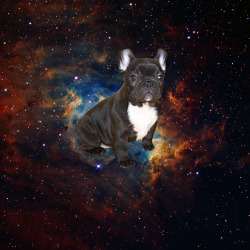 spacedog2