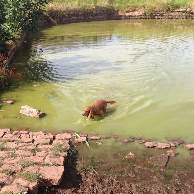 spaniel in a pond