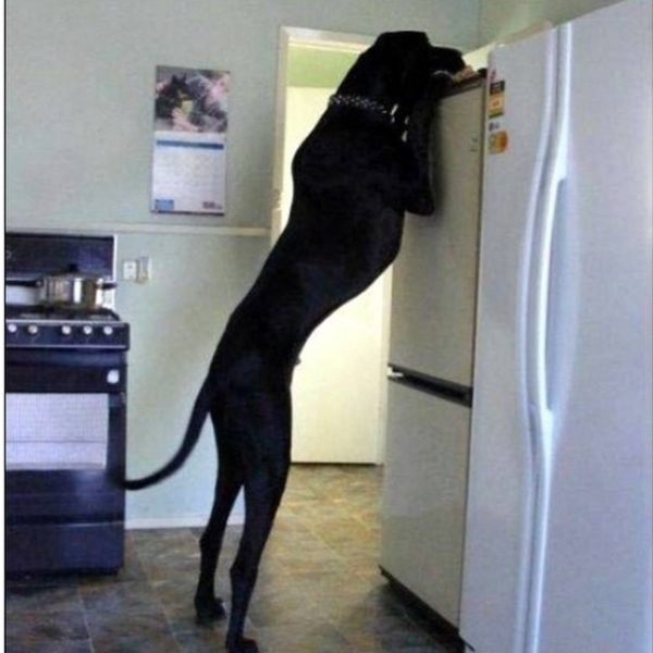 tall-dog-problems-13