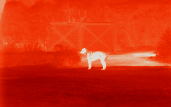 thermal dog backyard 2