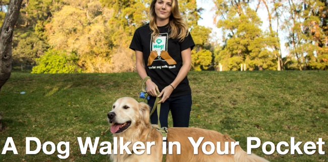 wag-dog-walking-service