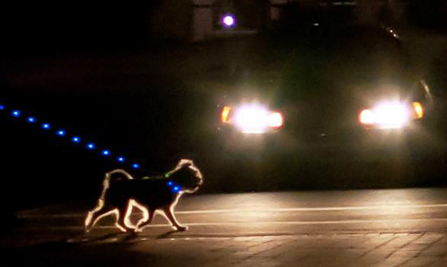 walking-dog-at-night-lights