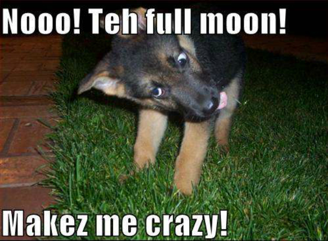 werewolf-dog-funny-cute-meme
