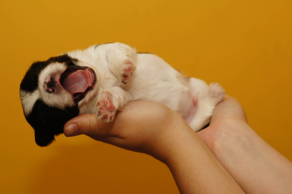 yawning pup