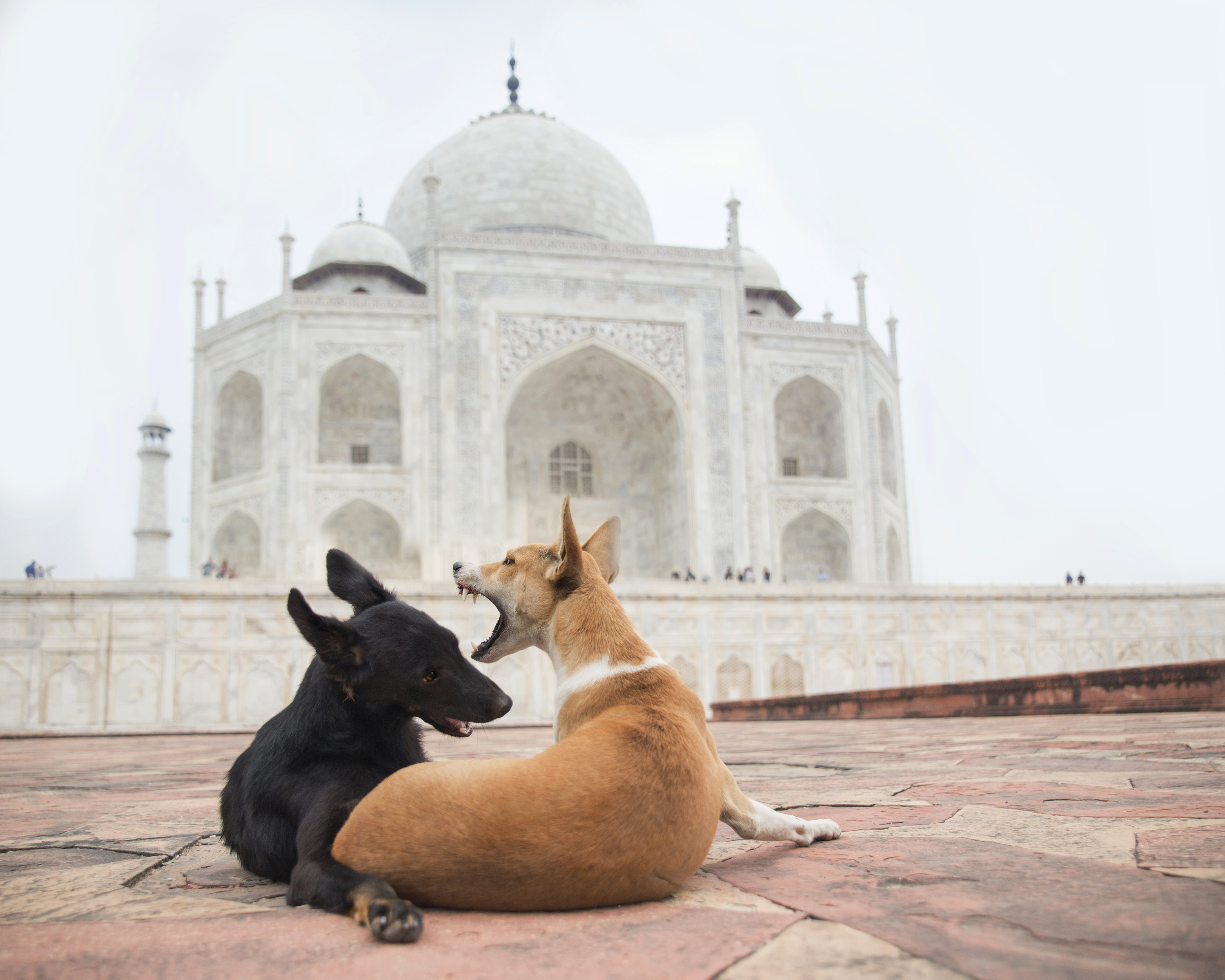 zen dogs Taj Mahal Dogs