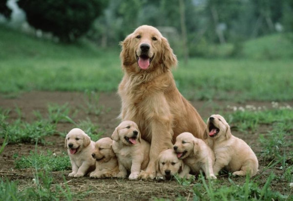 16-Mother-dog-sitting-with-her-puppies
