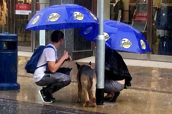 8.26.15-Kind-Couple-Shelters-Dog-During-Rainstorm1-590x392