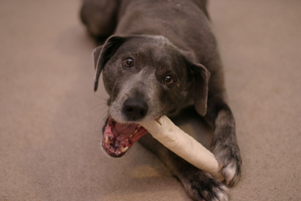 800px-Dog_with_rawhide_chew_toy
