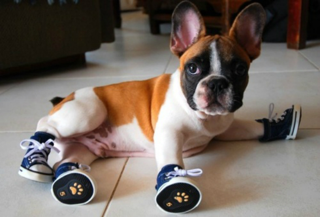 All-About-Dog-Shoes