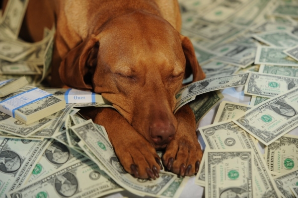 dog with money