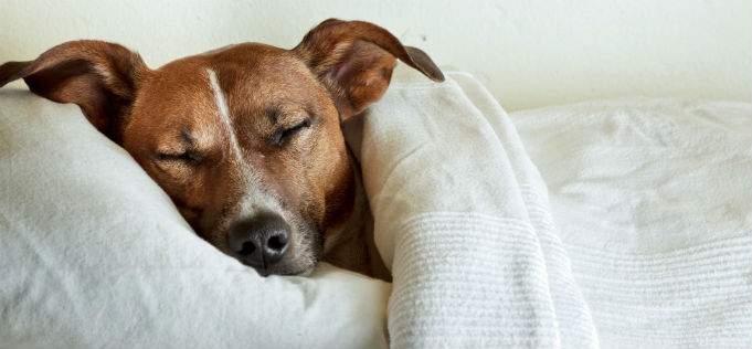 Dog-sleeping-in-bedF