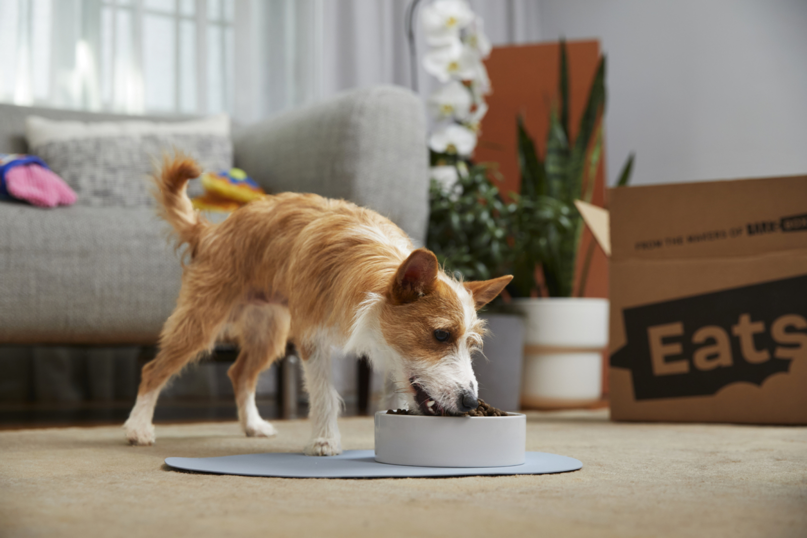 petcurean recall