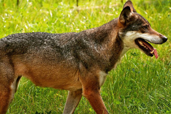 Eurasian Wolf