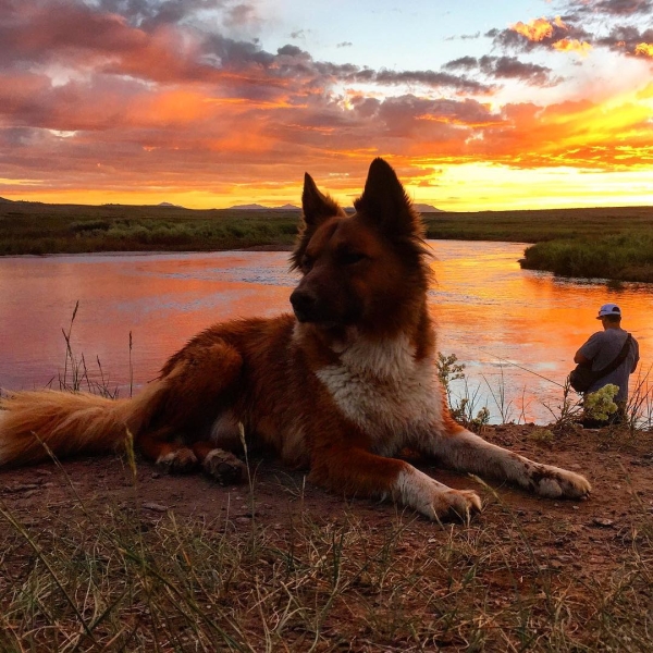 Fishing Dog at Sunset