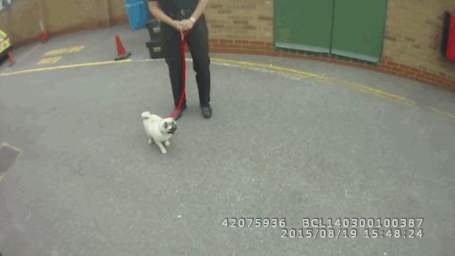 GIF_pug_reunited_with_owner_2