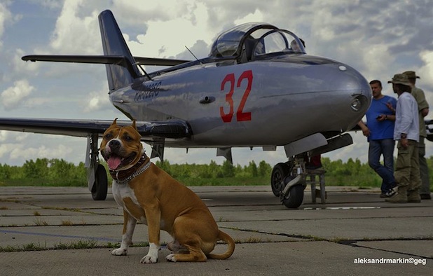 Dog Airplane