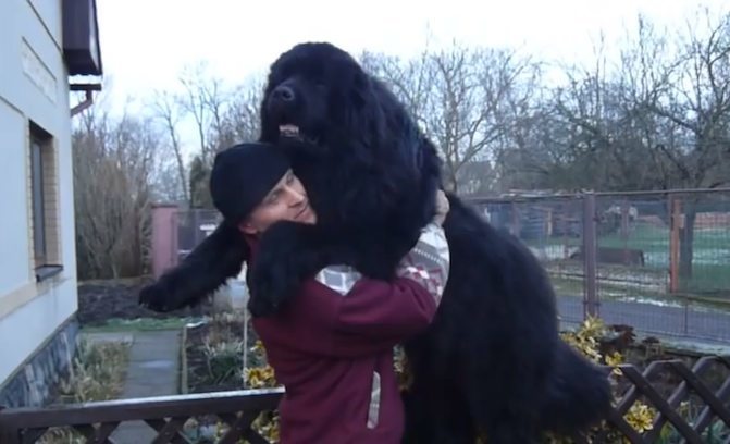 Newfoundland-Dog-Gives-Hugs