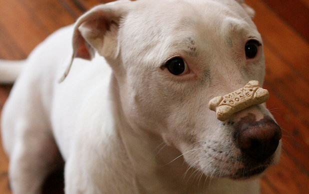 Dog treat on nose