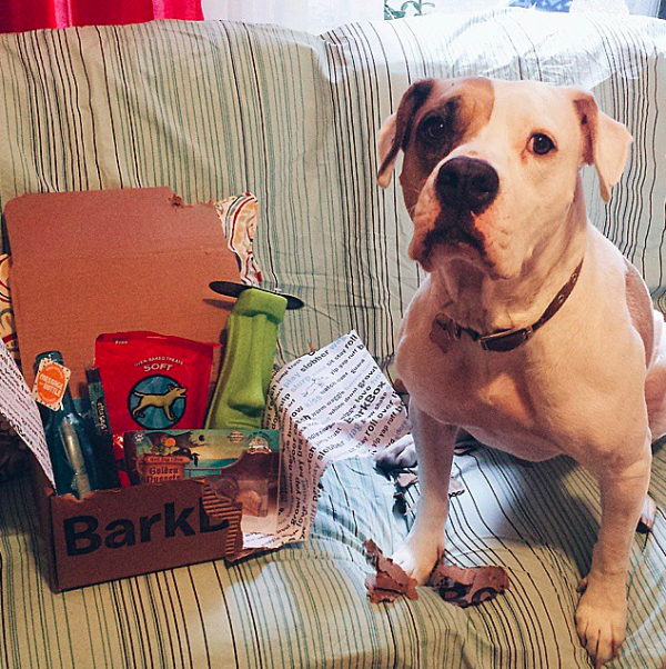 "Gee, thanks for the BarkBox but like can you just let me be a dog and stop posting everything to social media?"
