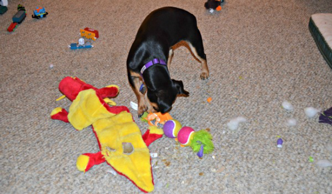 Waffles-Destroying-Toys