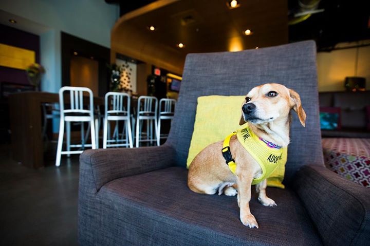 5 Pet-Friendly Hotels That Are Helping Rescue Dogs Find Forever Homes -  BARK Post