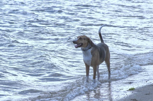 american-foxhound-puppy-dog-on-beach-picture
