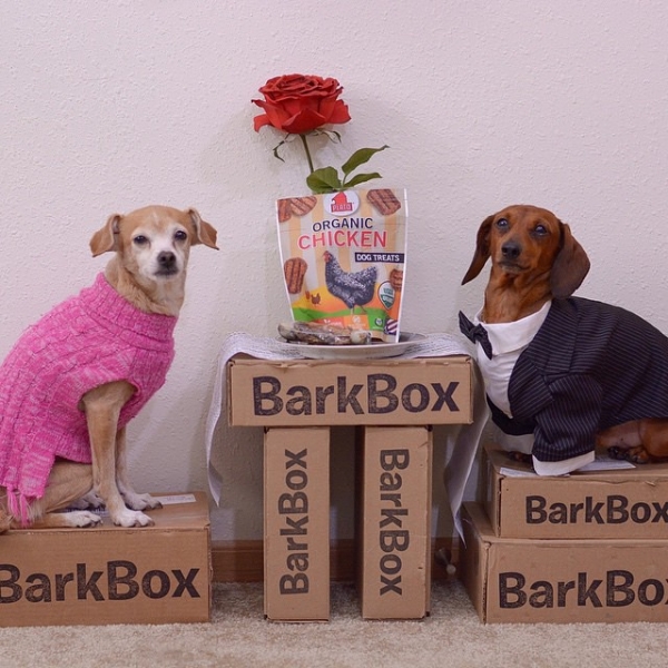 barkbox-whatsinside4