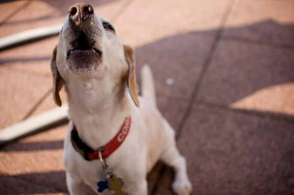 barky-breeds-beagle