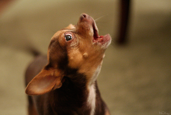 barky-breeds-chihuahua