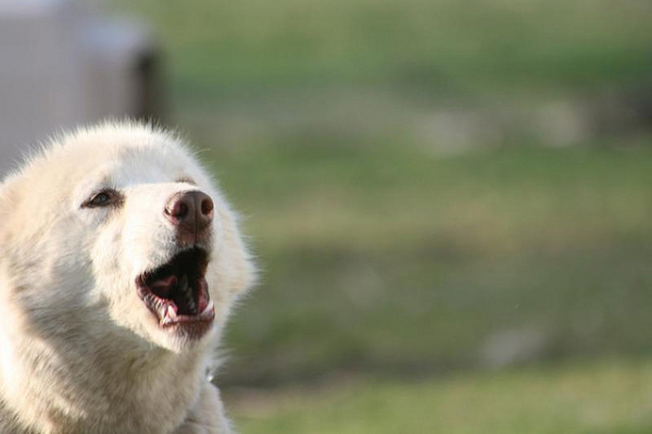 barky-breeds-husky