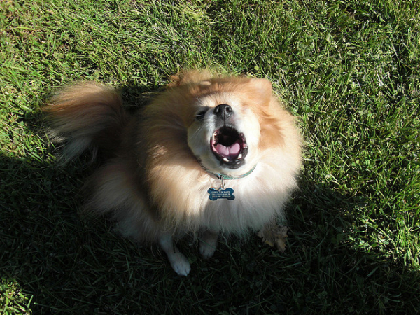 barky-breeds-pomeranian