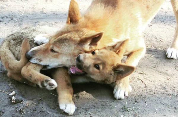 Dingoes - The similarities between dogs and dingoes is striking,