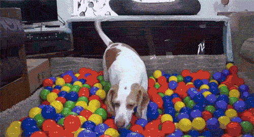 dog-in-ball-pit
