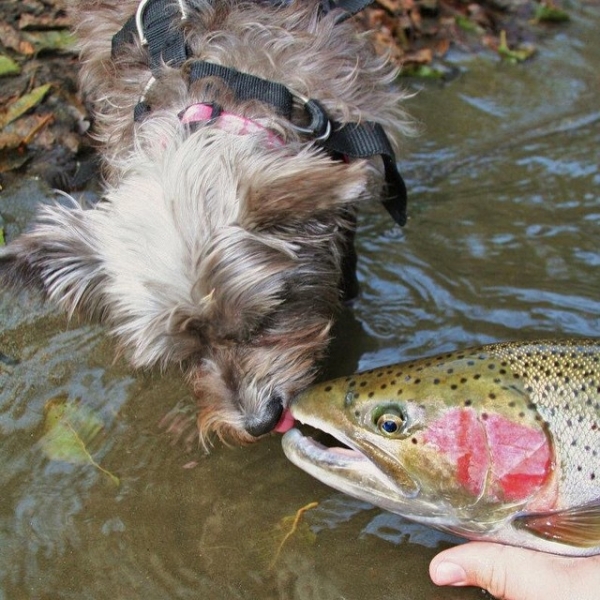 dog licks fish