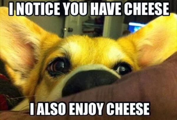 dog-loves-cheese copy