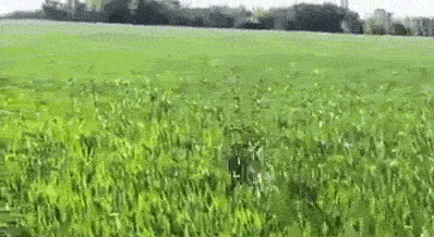 dog-loves-wheat-field